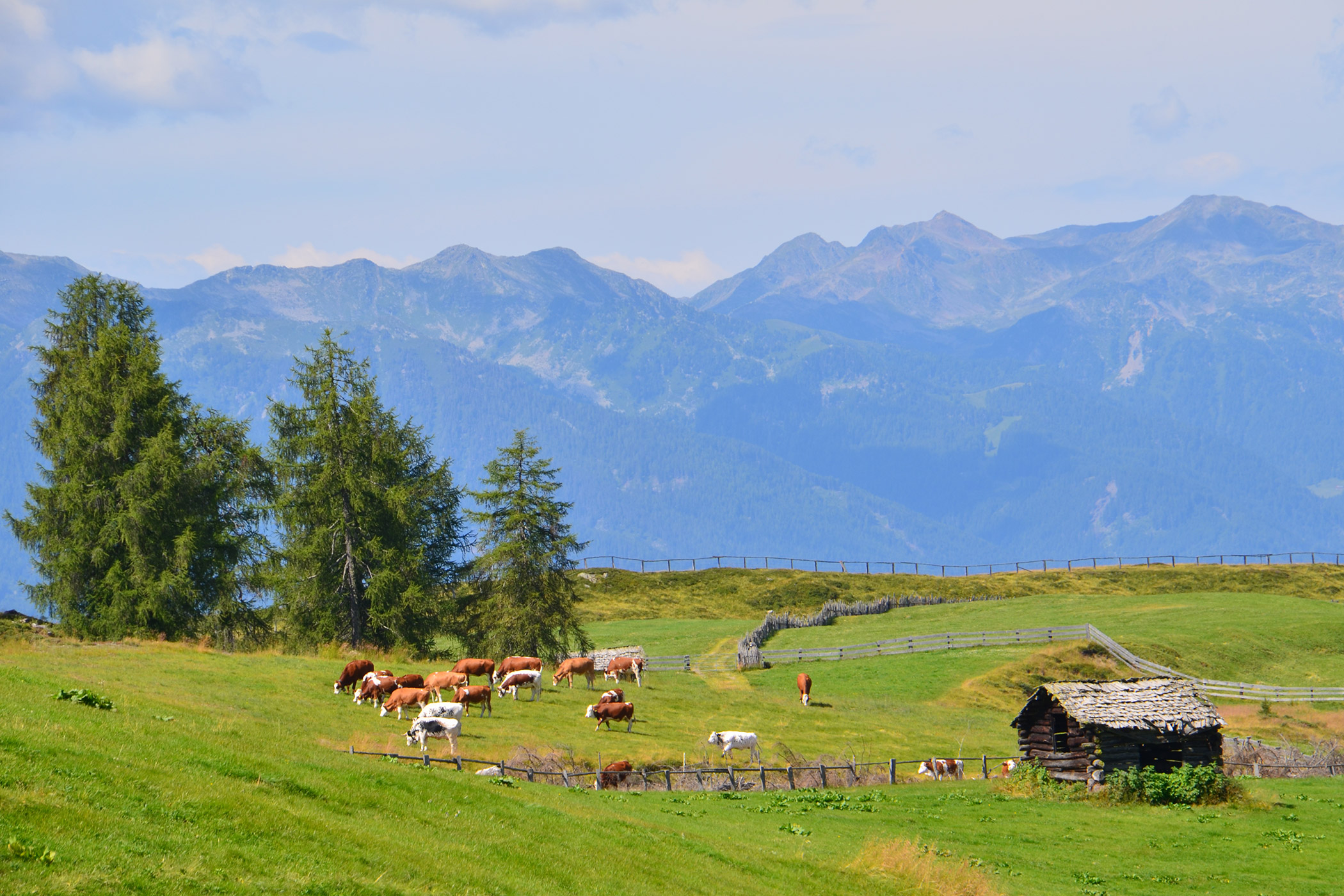 Mucche al pascolo sull'alpeggio in estate