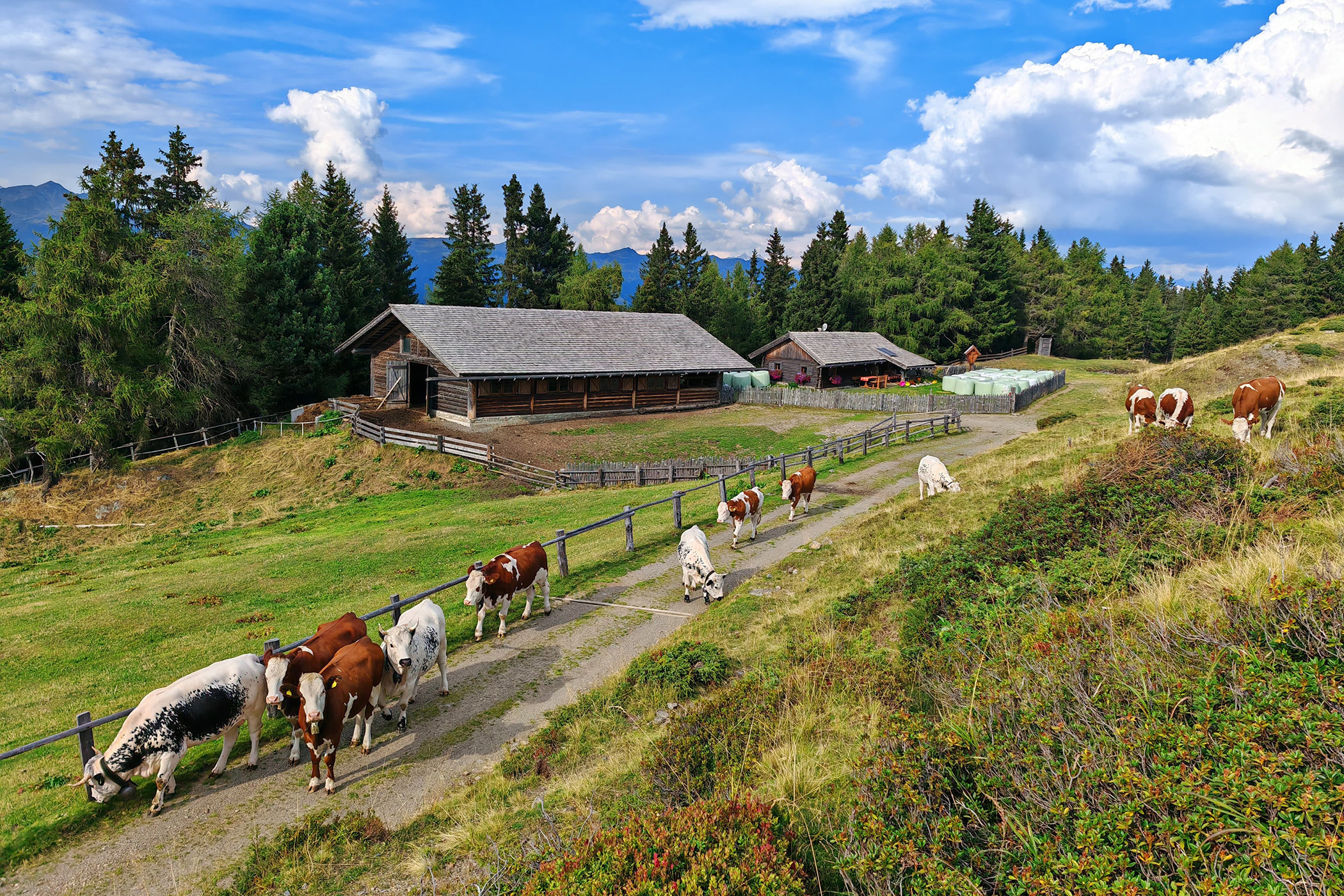 Mucche sull'alpe di Rodengo in estate