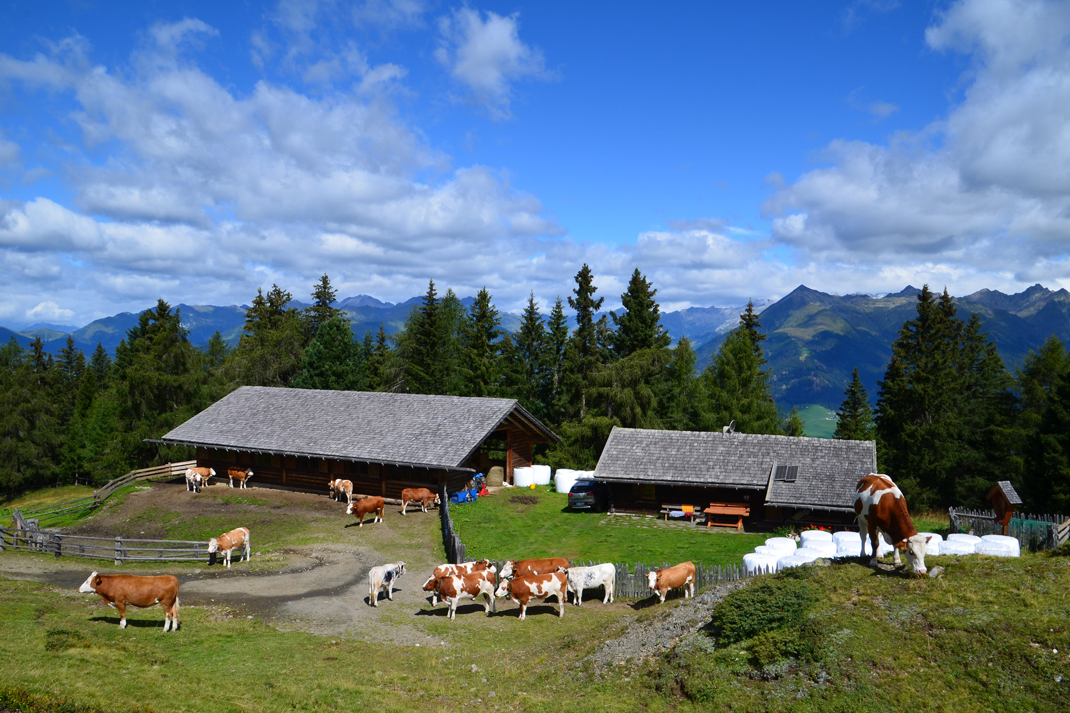 Mucche al pascolo presso l'alpeggio in estate