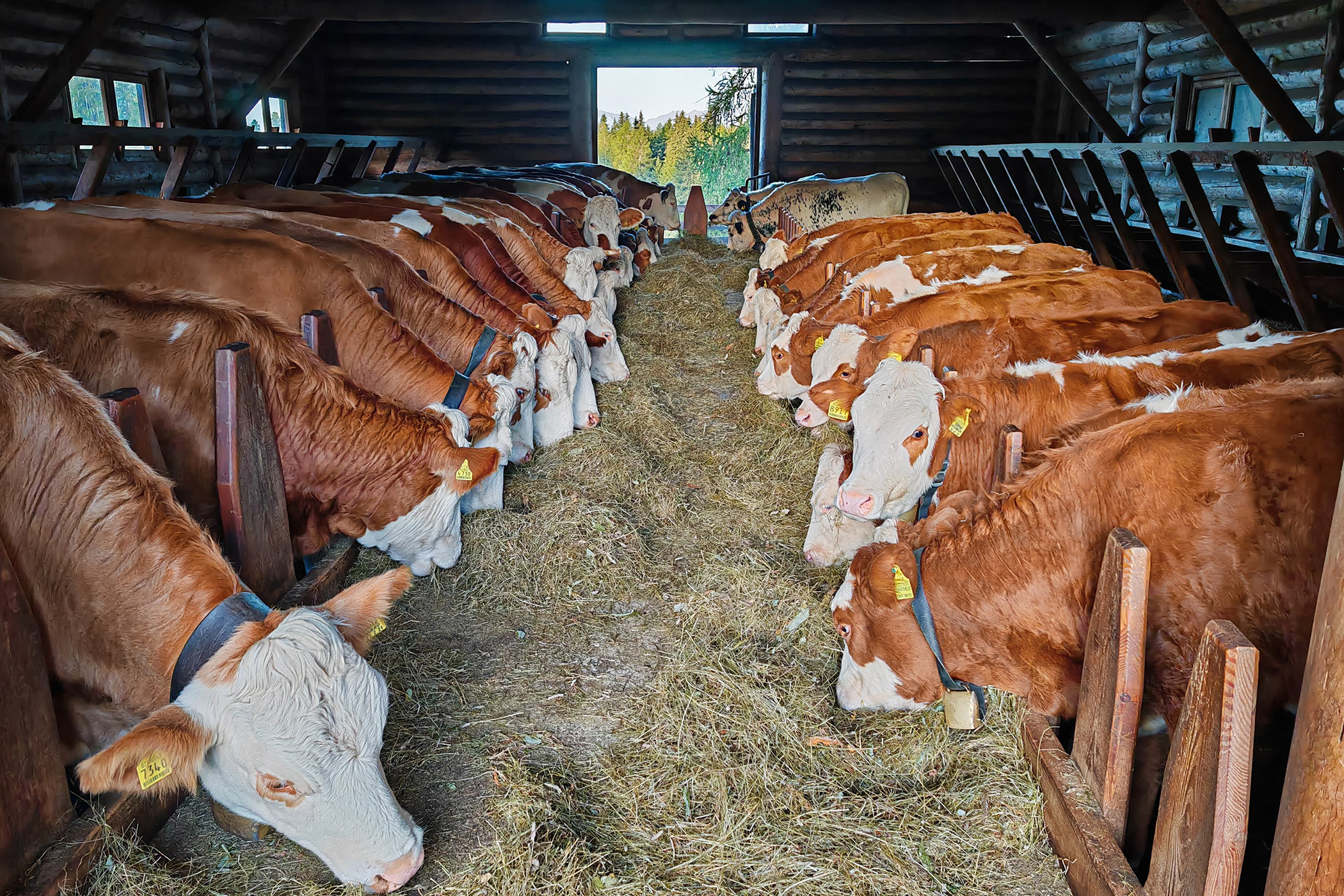 Una stalla con mucche che mangiano fieno