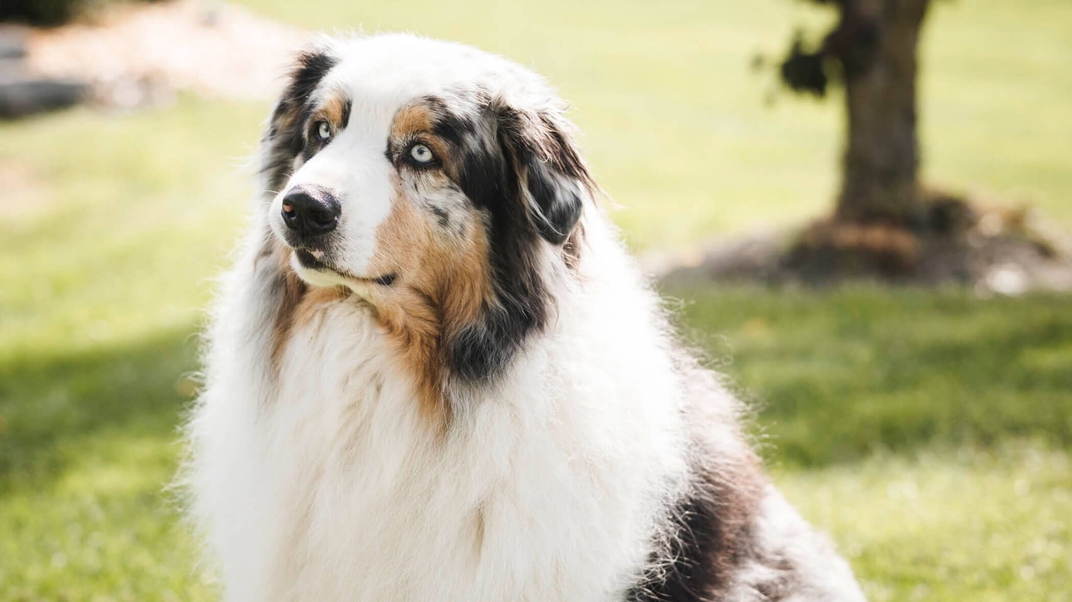 Il cane della famiglia dei padroni di casa, di nome Balu
