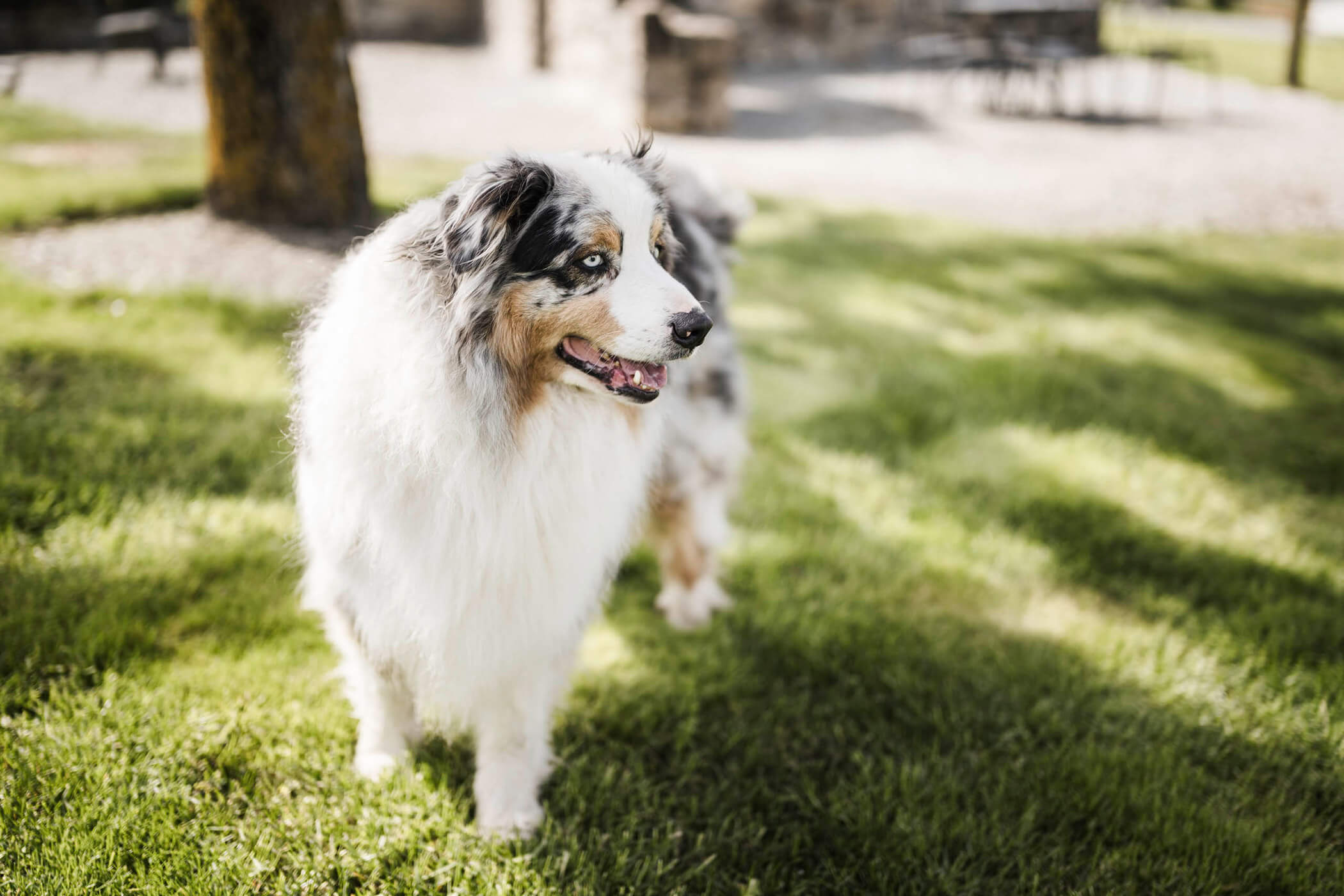 Il cane Balu dei padroni di casa