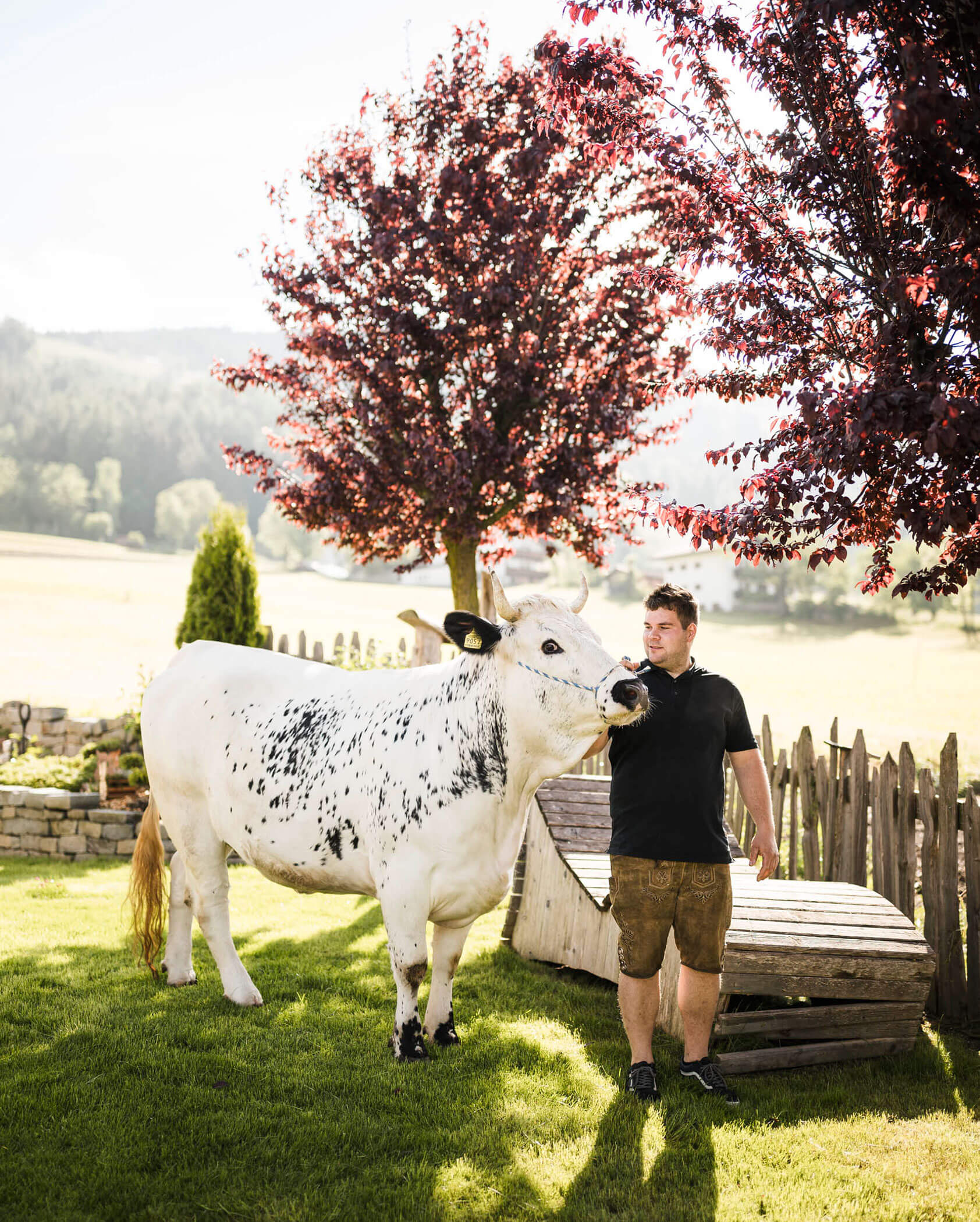 Der Gastgeber mit seinem Rind auf der Wiese