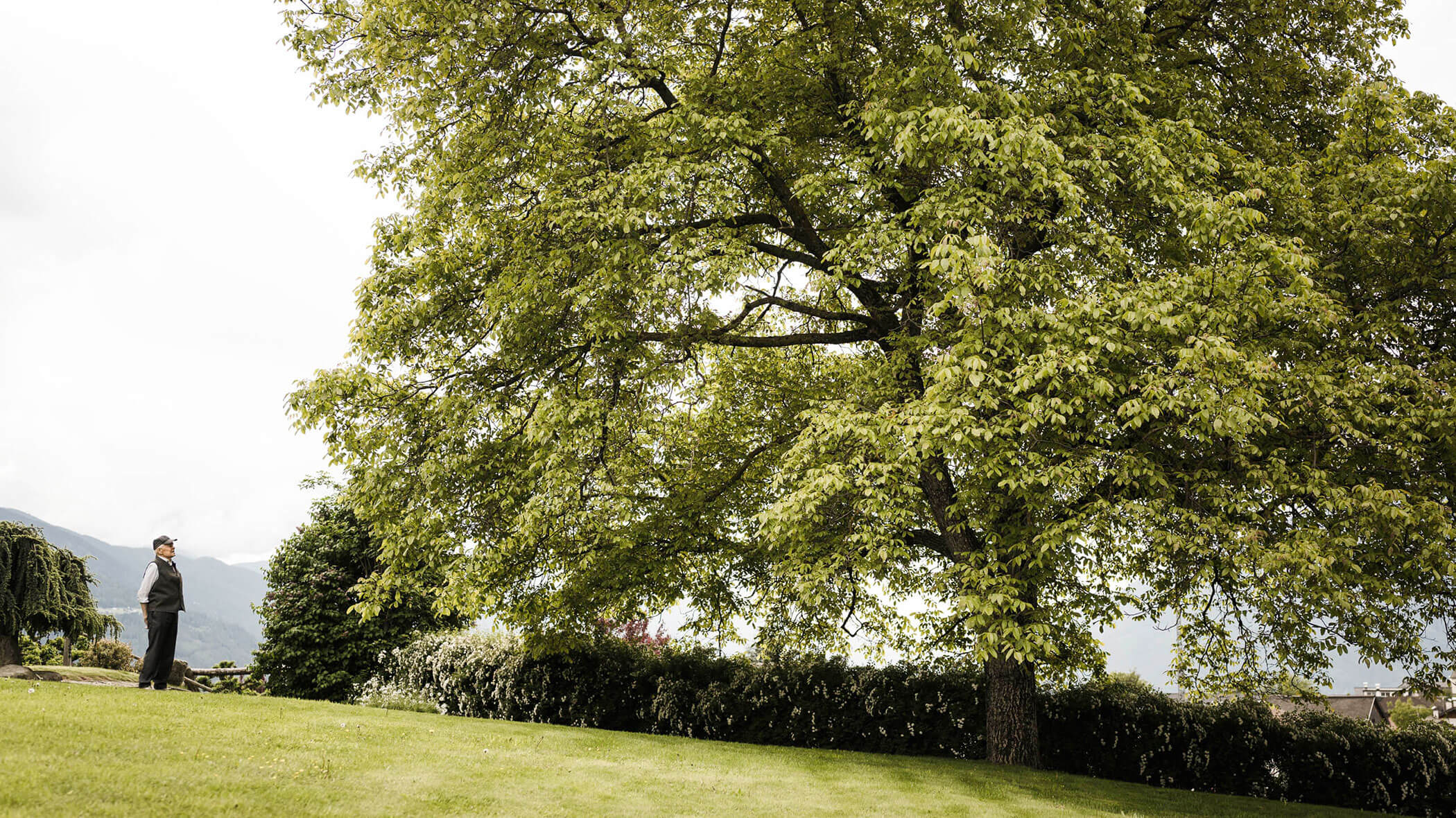 Großer Baum auf einer grünen Wiese