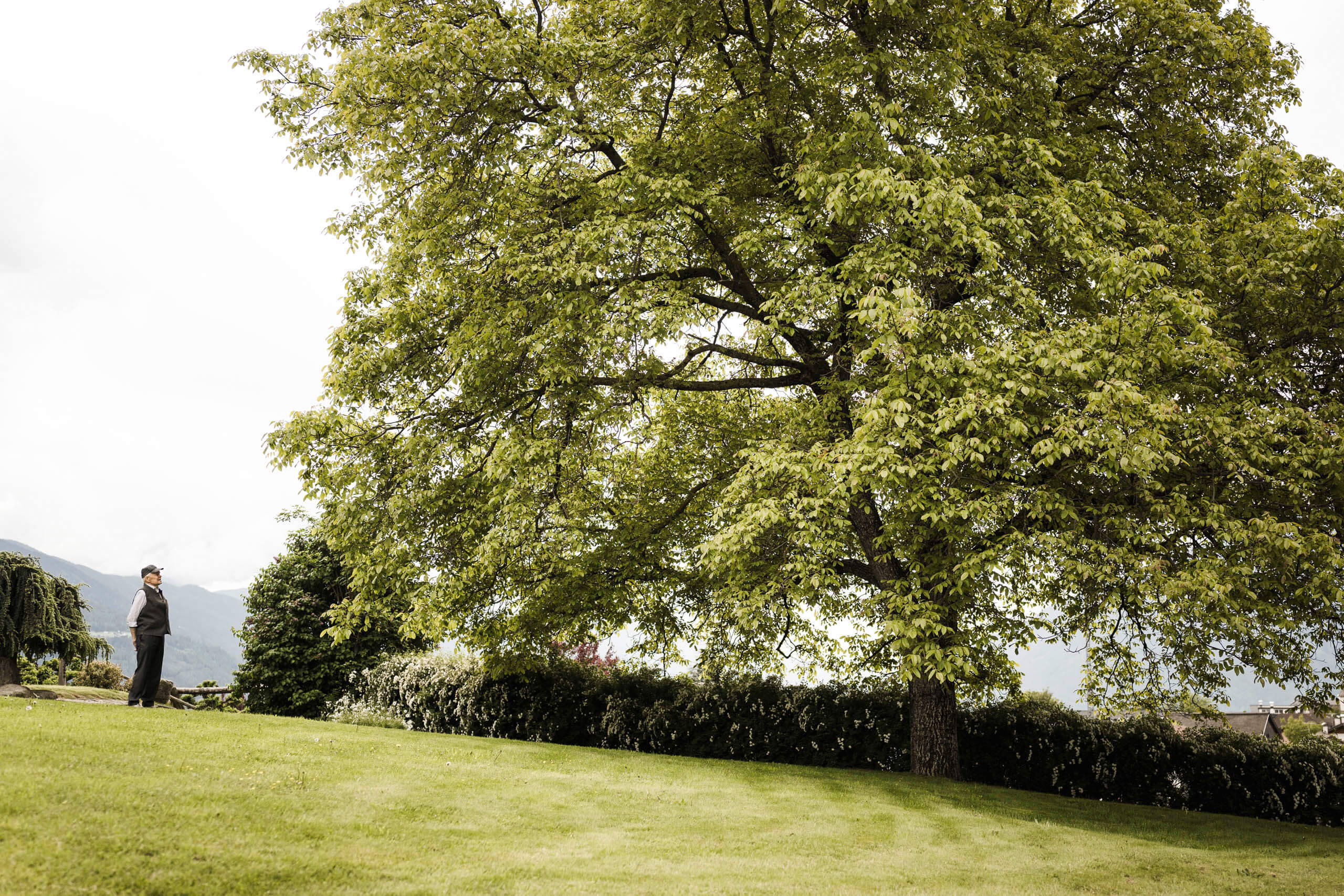 Grande albero su un prato verde